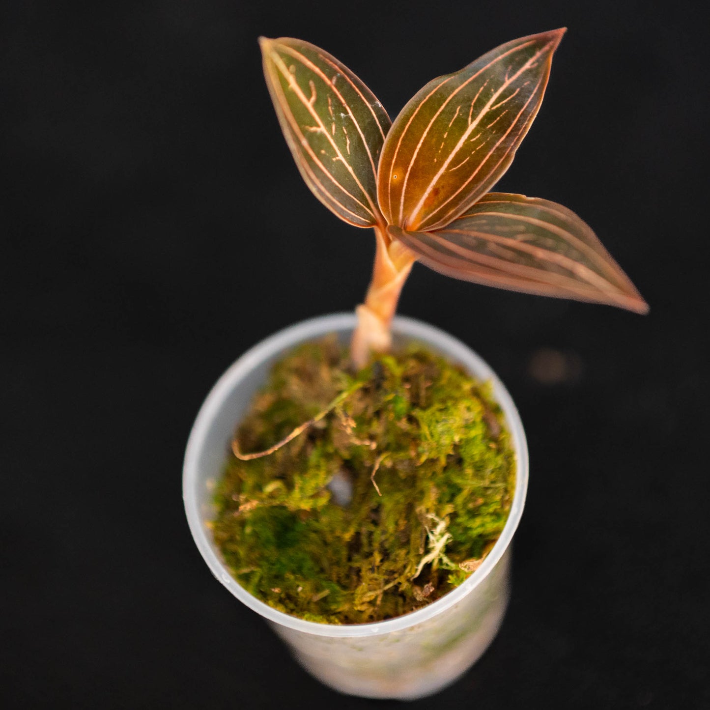 Anoectochilus Roxburghii 'Jewel Orchid' (Grower's Choice)