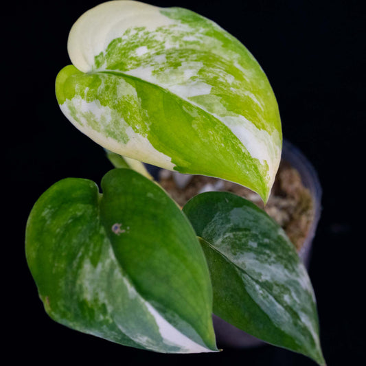 Scindapsus Jade Satin Aurea Variegated (SD44-01)