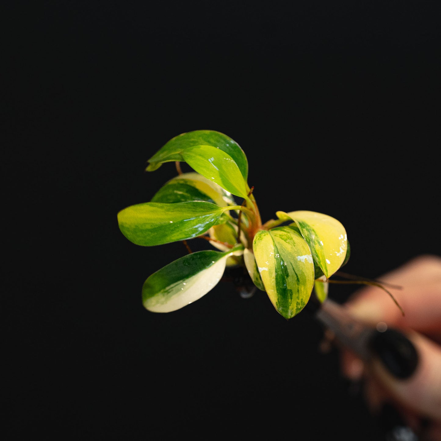 Philodendron 'Red Congo' Variegated Tissue Culture Plantlet (Seller's Choice)