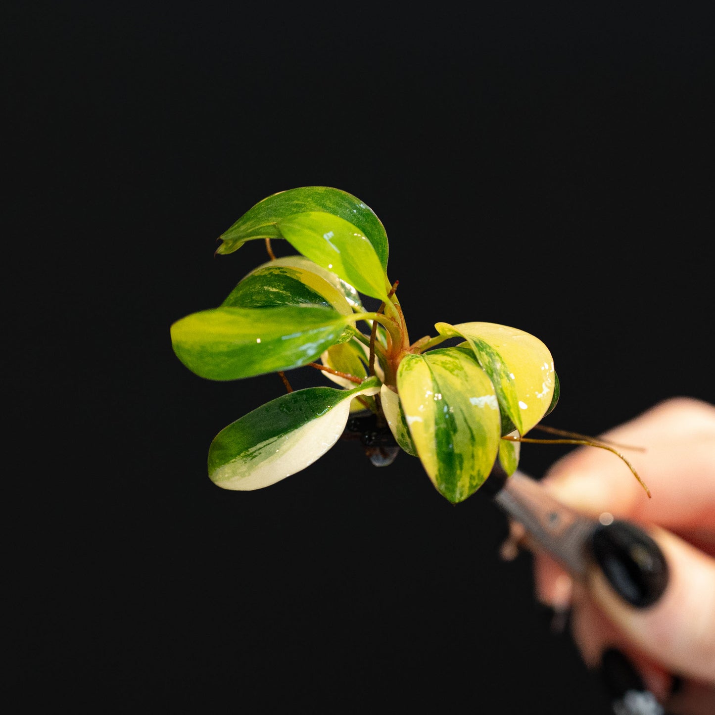 Philodendron 'Red Congo' Variegated Tissue Culture Plantlet (Seller's Choice)