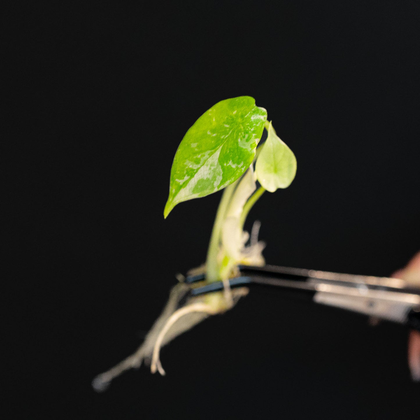 Alocasia Dragon Scale Variegated Tissue Culture Plantlet (Seller's Choice)