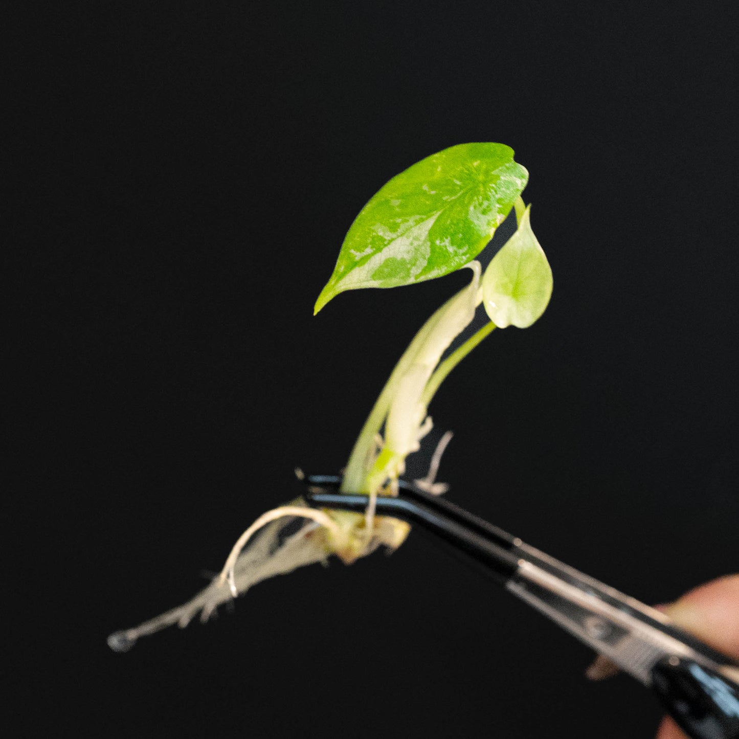 Alocasia Dragon Scale Variegated Tissue Culture Plantlet (Seller's Choice)