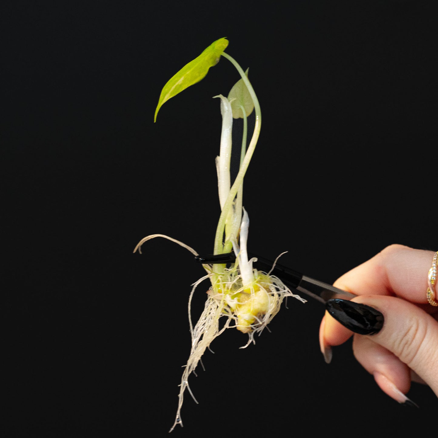 Alocasia Dragon Scale Variegated Tissue Culture Plantlet (Seller's Choice)