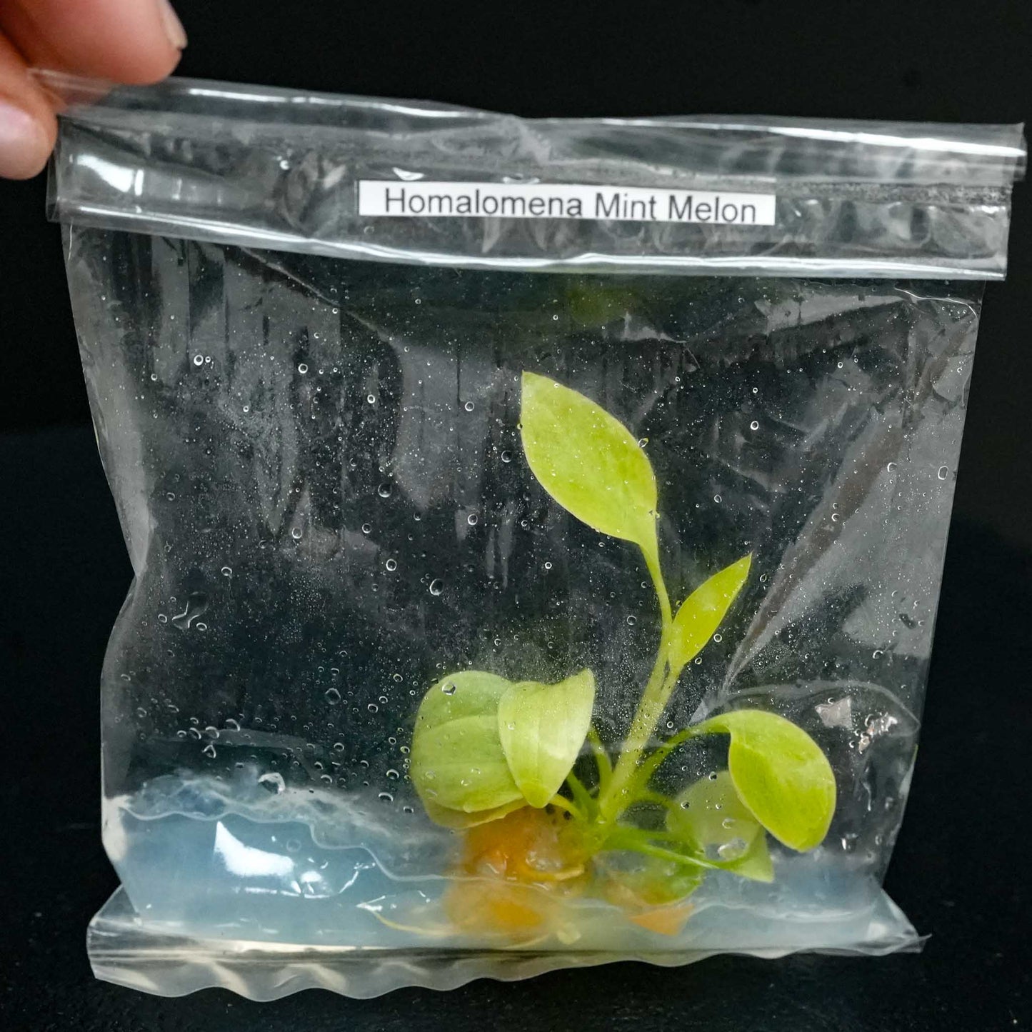 Homalomena Rubescens 'Mint Melon' Tissue Culture Plantlet (Seller's Choice)