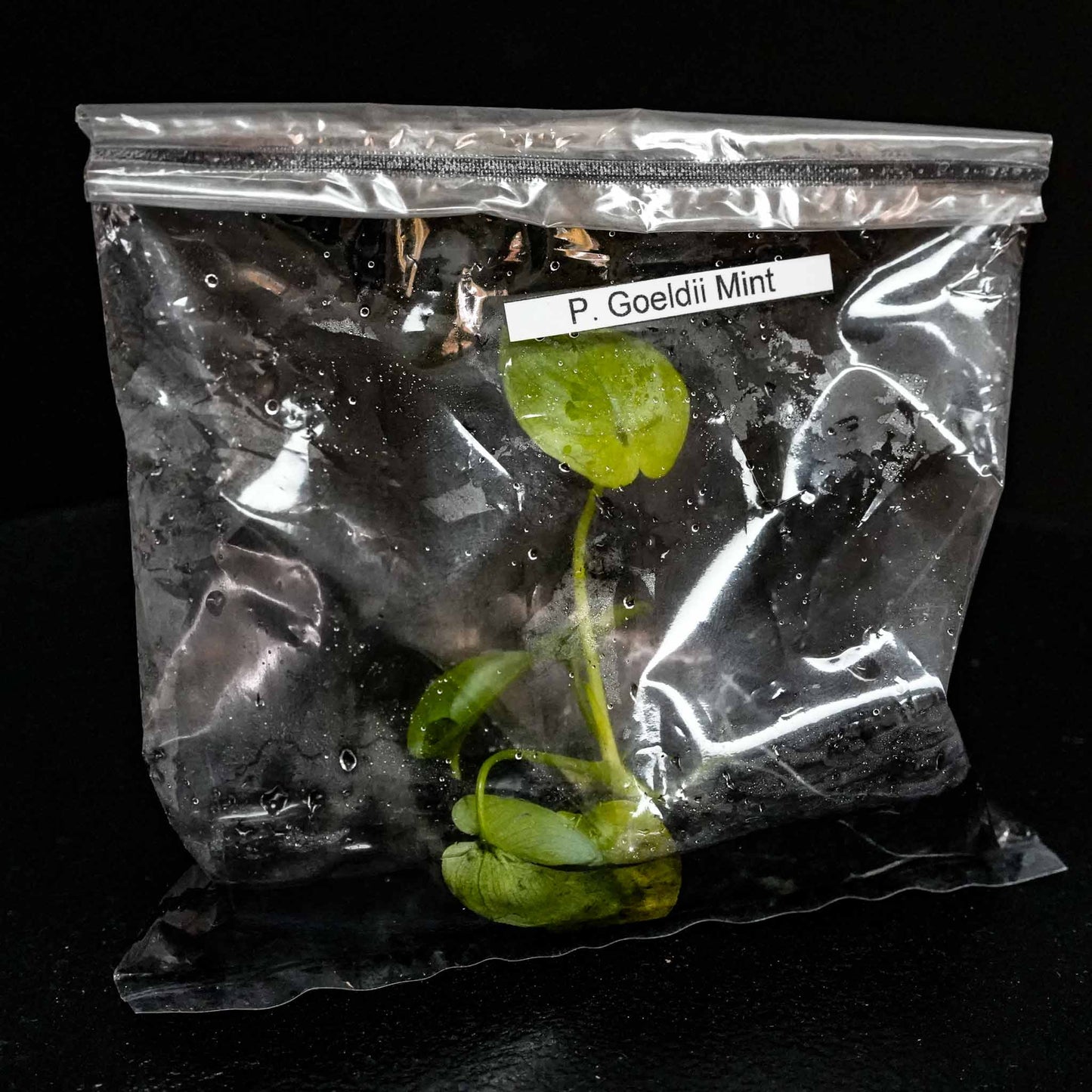 Philodendron 'Goeldii Mint' Tissue Culture Plantlet (Seller's Choice)