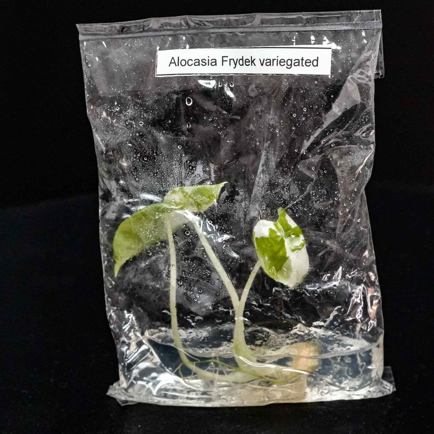 Alocasia Frydek Variegated Tissue Culture Plantlet (Seller's Choice)