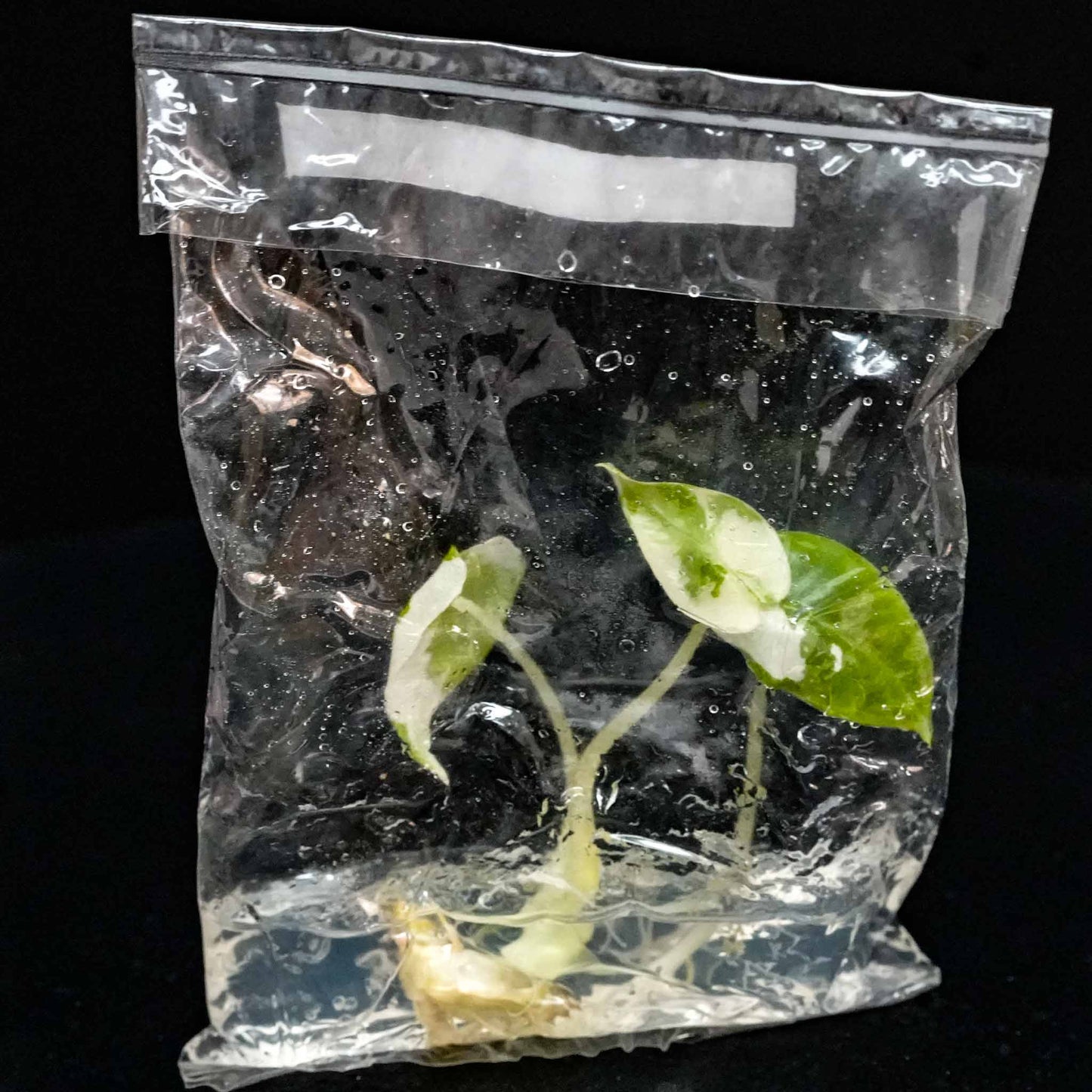 Alocasia Frydek Variegated Tissue Culture Plantlet (Seller's Choice)