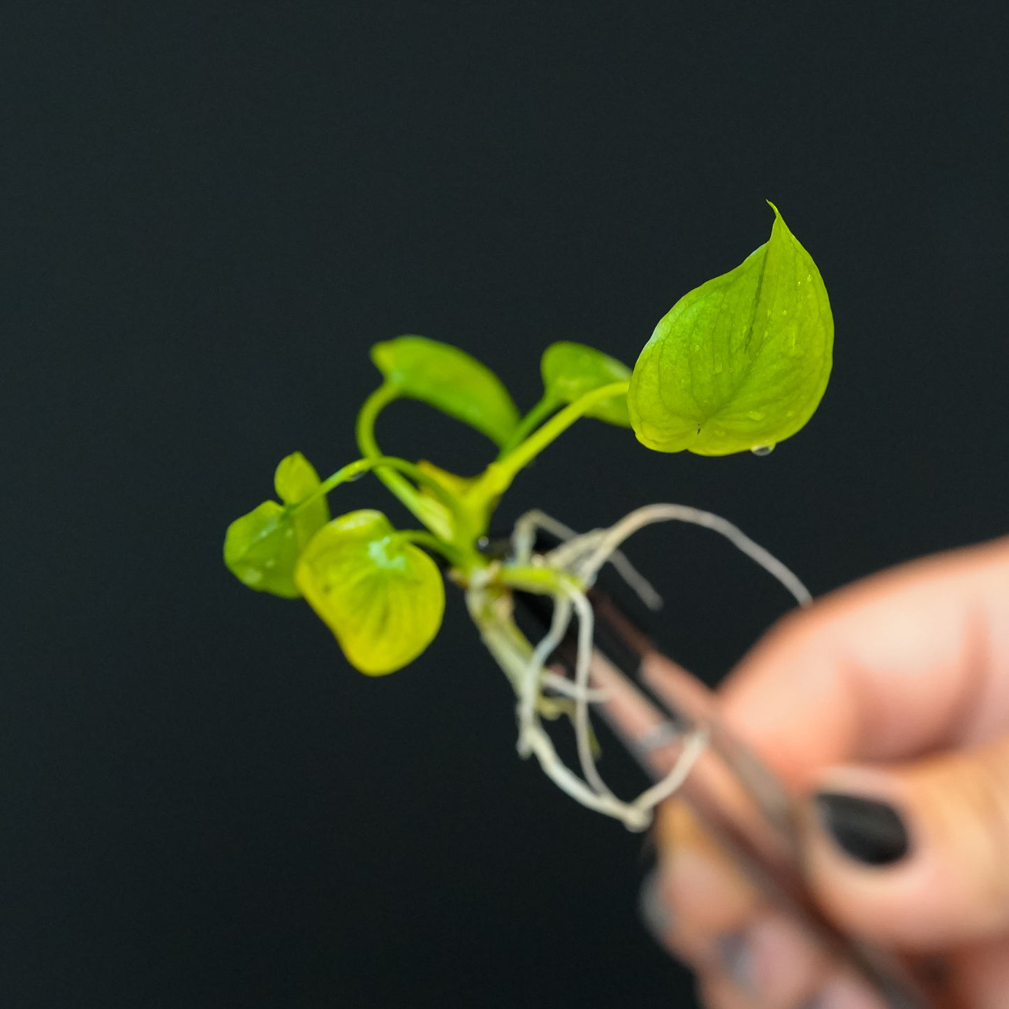 Philodendron 'Goeldii Mint' Tissue Culture Plantlet (Seller's Choice)