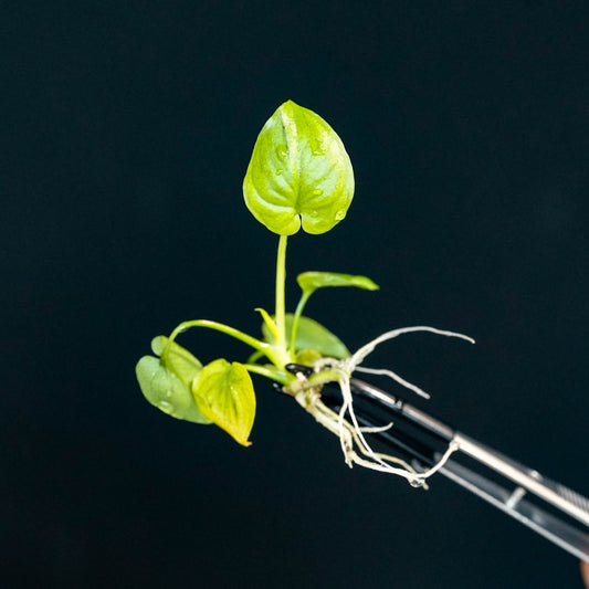 Philodendron 'Goeldii Mint' Tissue Culture Plantlet (Seller's Choice)