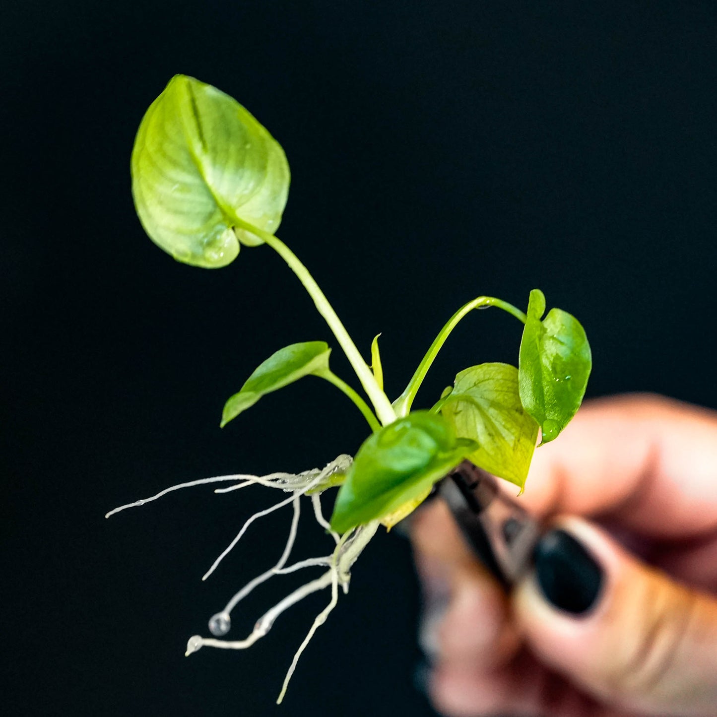 Philodendron 'Goeldii Mint' Tissue Culture Plantlet (Seller's Choice)