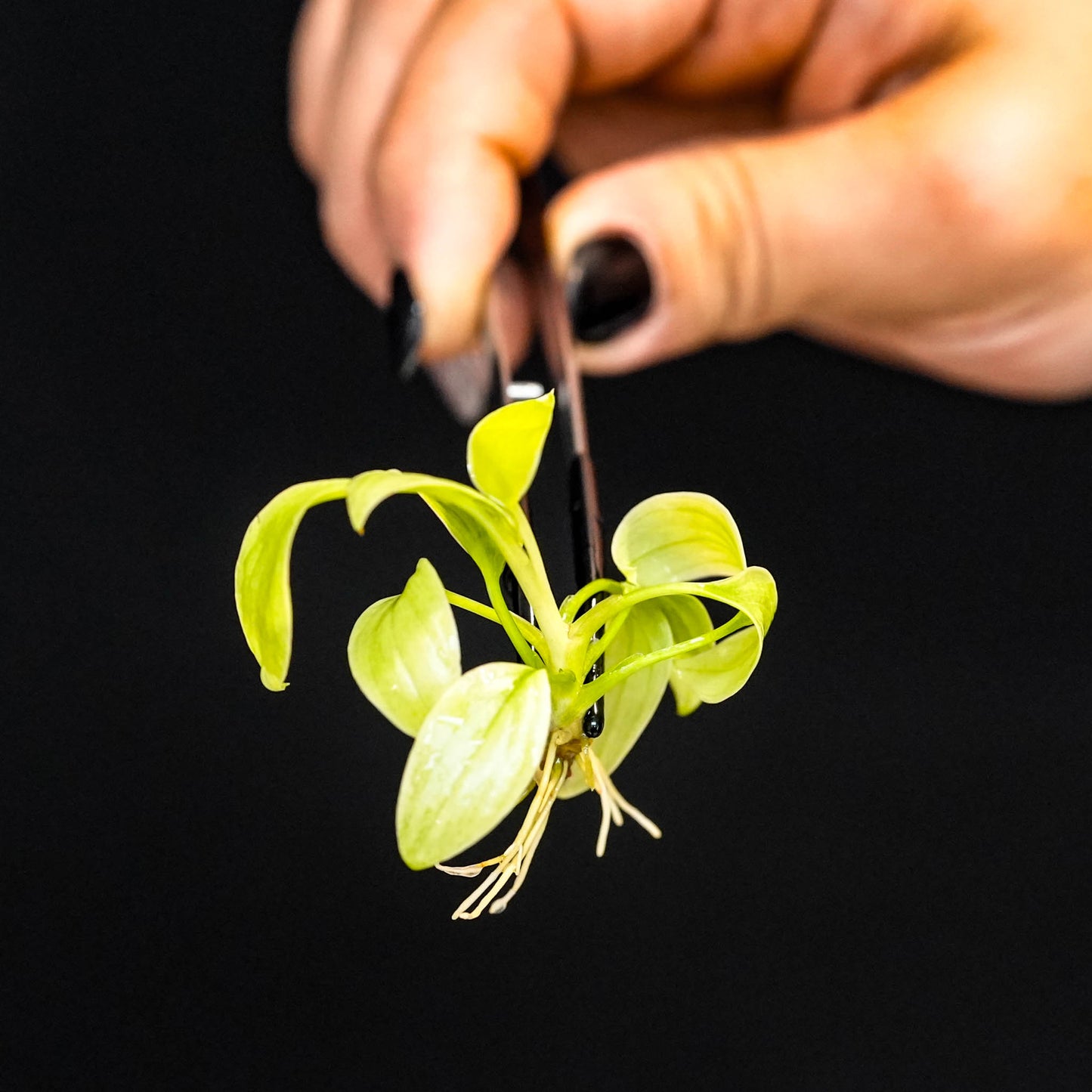 Homalomena Rubescens 'Mint Melon' Tissue Culture Plantlet (Seller's Choice)