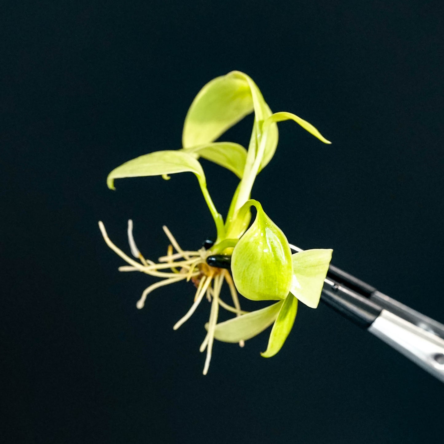 Homalomena Rubescens 'Mint Melon' Tissue Culture Plantlet (Seller's Choice)