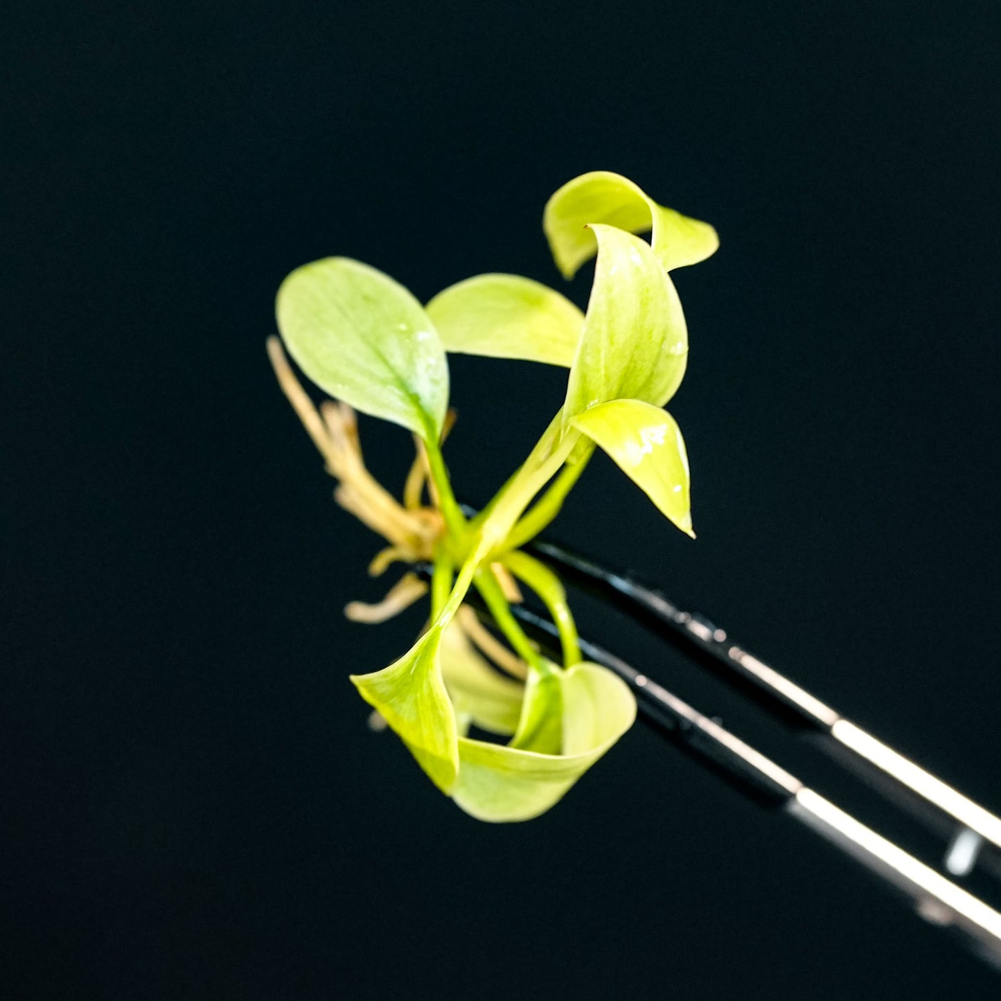 Homalomena Rubescens 'Mint Melon' Tissue Culture Plantlet (Seller's Choice)