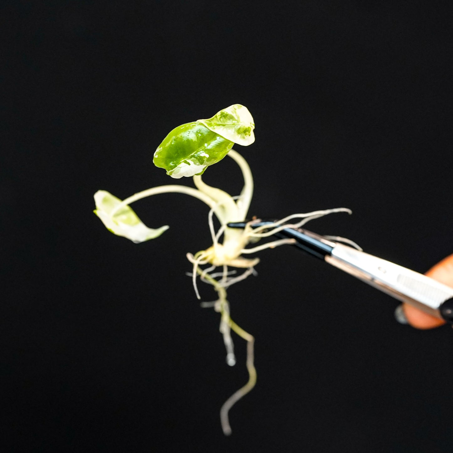 Alocasia Frydek Variegated Tissue Culture Plantlet (Seller's Choice)