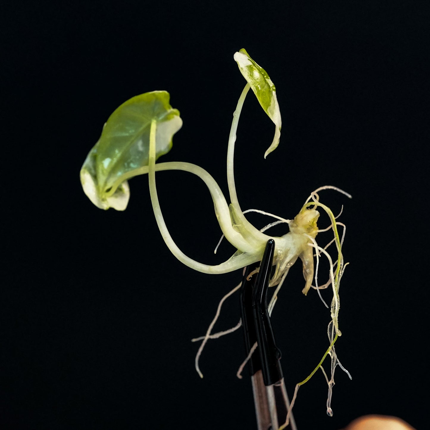 Alocasia Frydek Variegated Tissue Culture Plantlet (Seller's Choice)