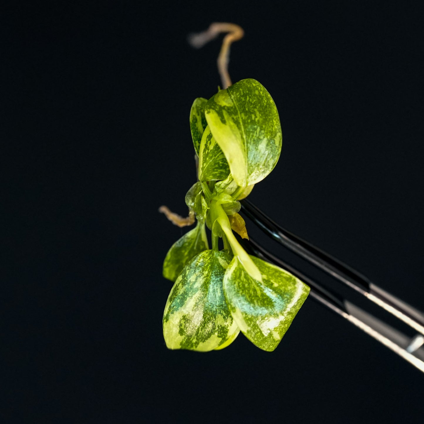 Philodendron 'Green Congo' "Nuclear" Variegated Tissue Culture Plantlet (Seller's Choice)