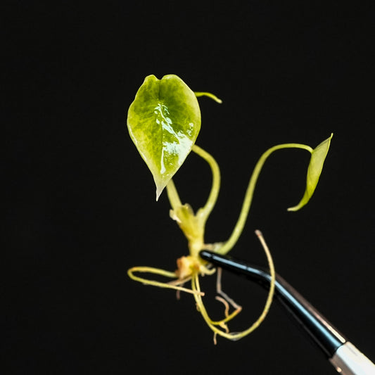 Alocasia Scalprum Variegated Tissue Culture Plantlet (Seller's Choice)