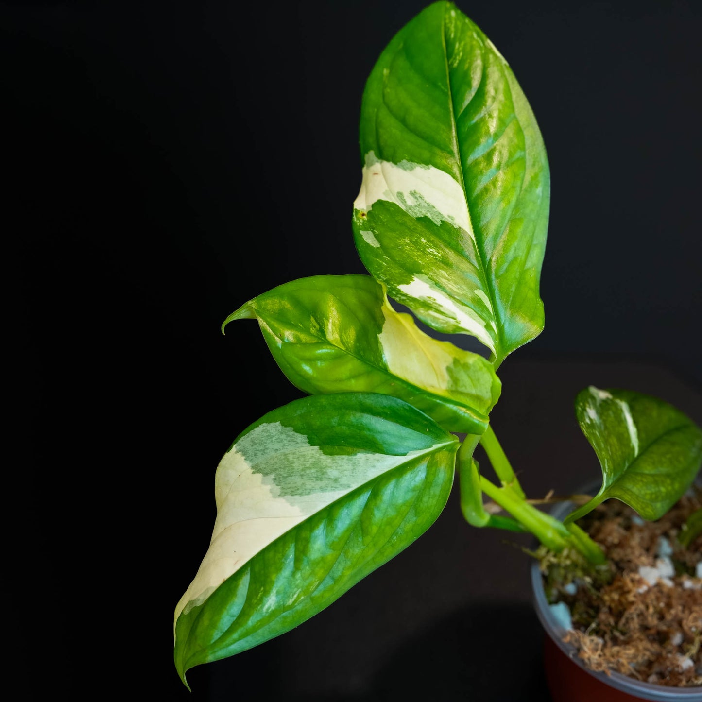 Monstera Acacoyaguensis Variegated (SD45-01)