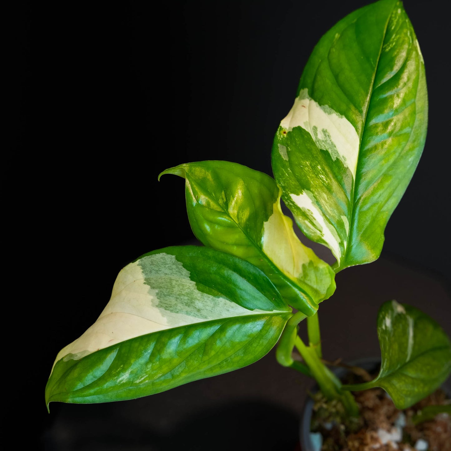 Monstera Acacoyaguensis Variegated (SD45-01)