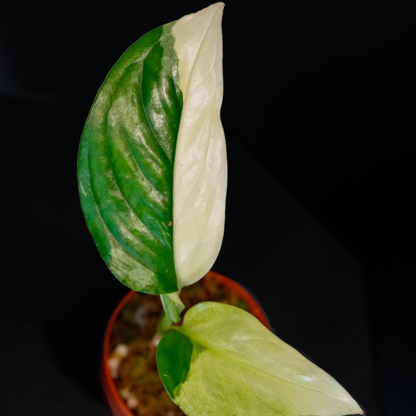 Monstera Acacoyaguensis Variegated (SD45-02)