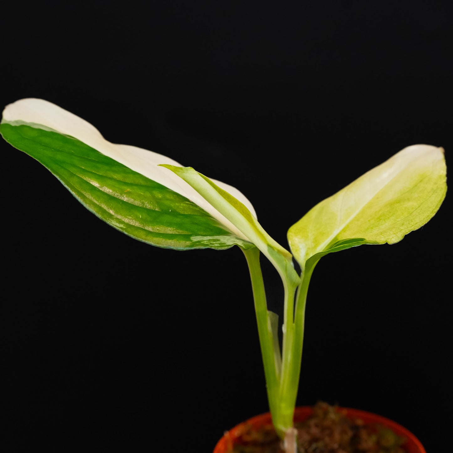 Monstera Acacoyaguensis Variegated (SD45-02)