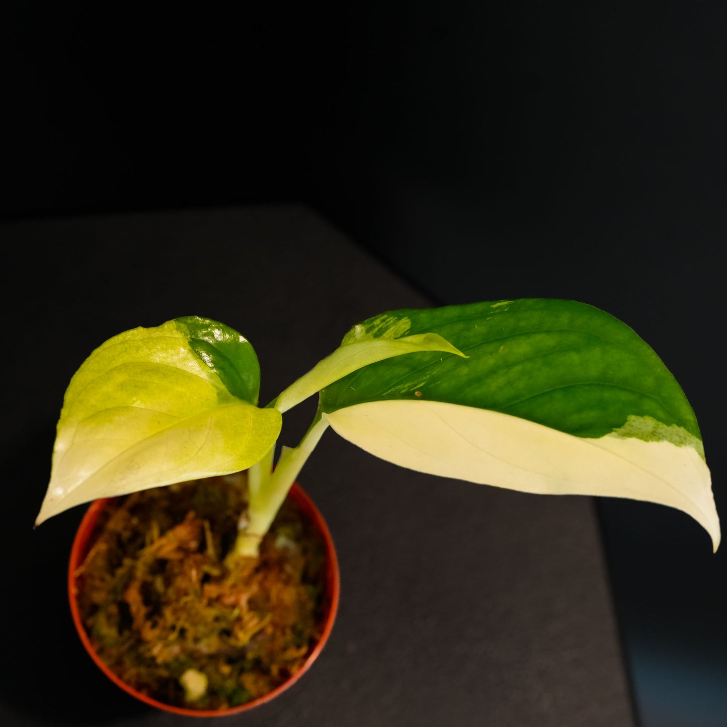 Monstera Acacoyaguensis Variegated (SD45-02)