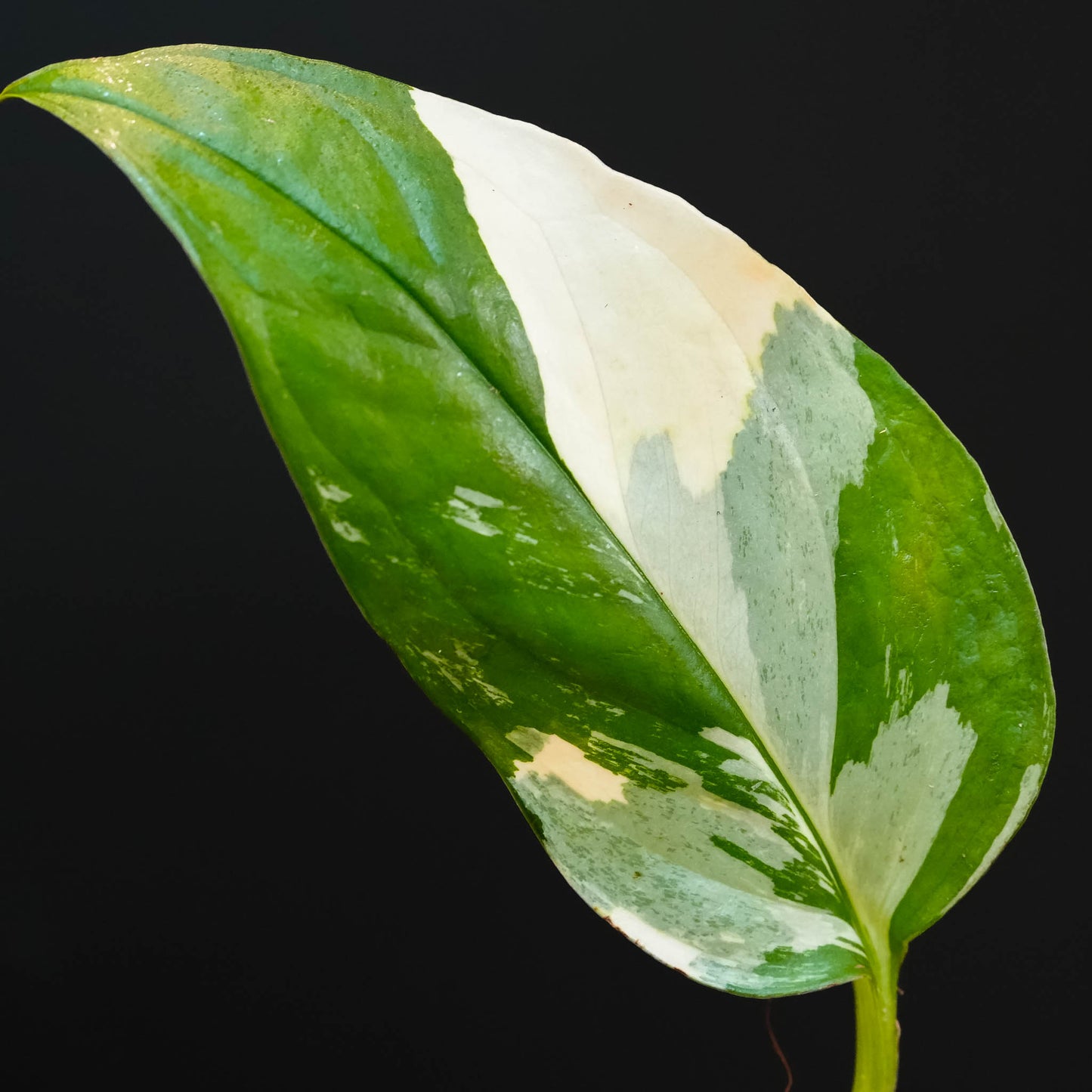 Monstera Acacoyaguensis Variegated (SD45-03)