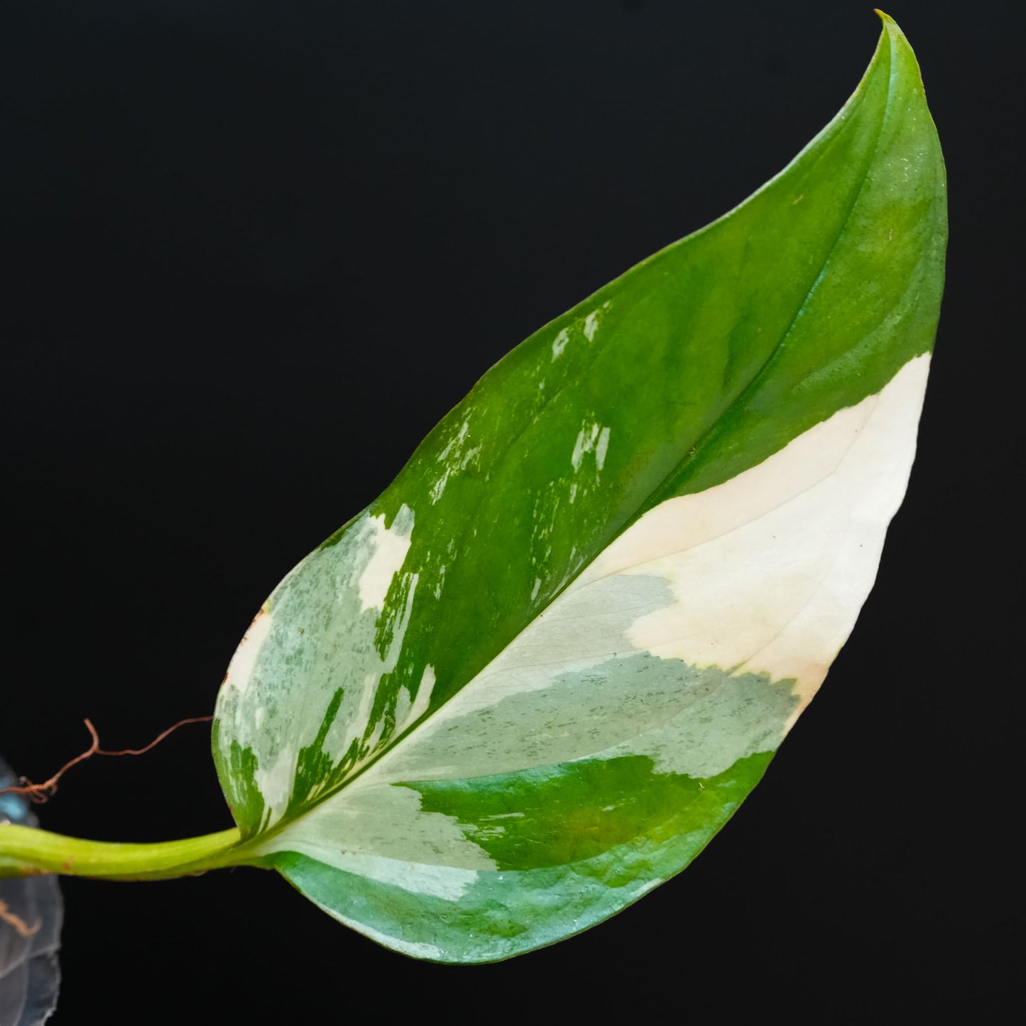 Monstera Acacoyaguensis Variegated (SD45-03)