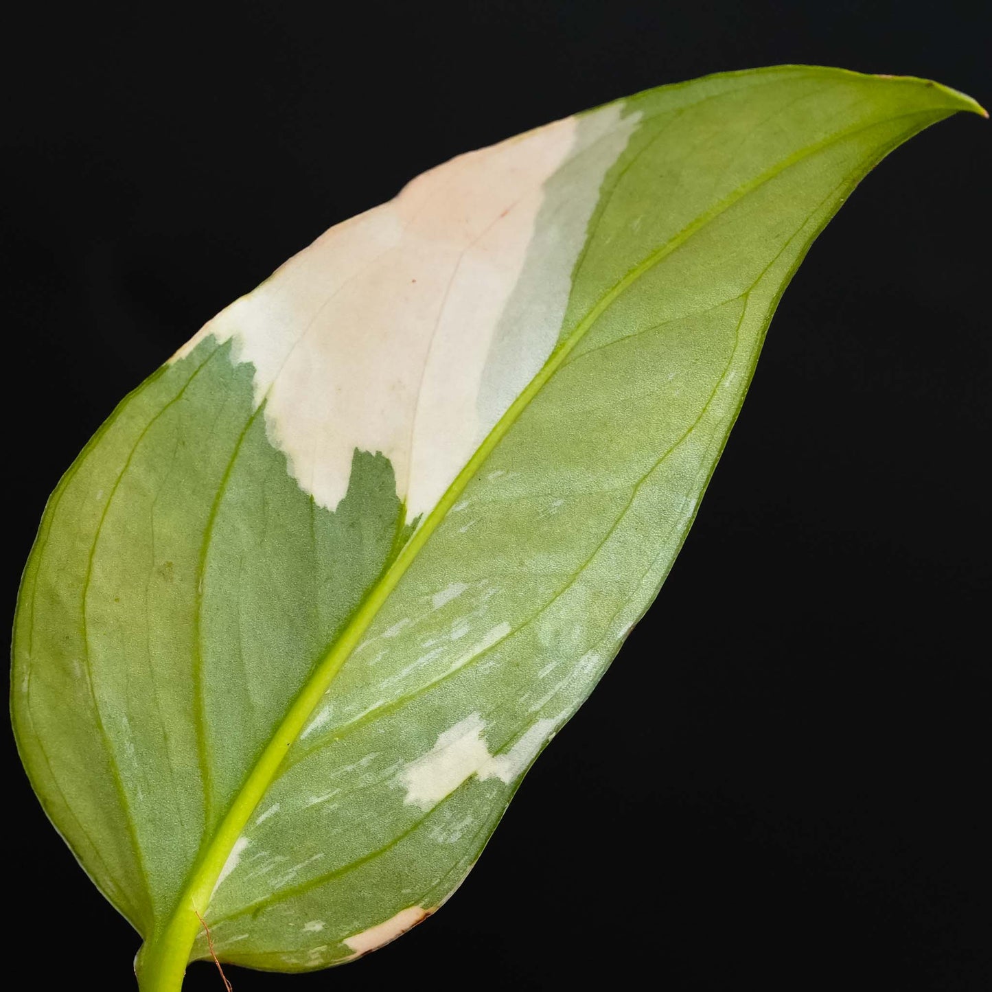 Monstera Acacoyaguensis Variegated (SD45-03)