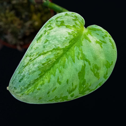 Scindapsus 'Hologram' Variegated (SD45-01)