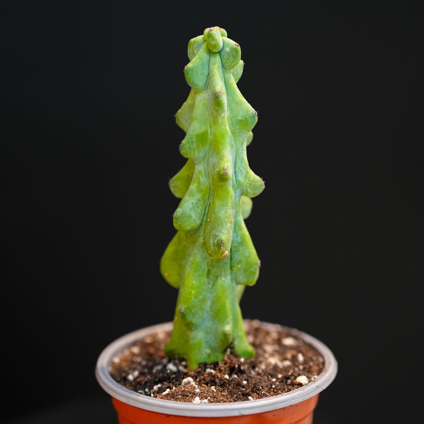 'Boobie Cactus' Myrtillocactus Geometrizans Fukurokuryuzinboku (Grower's Choice)