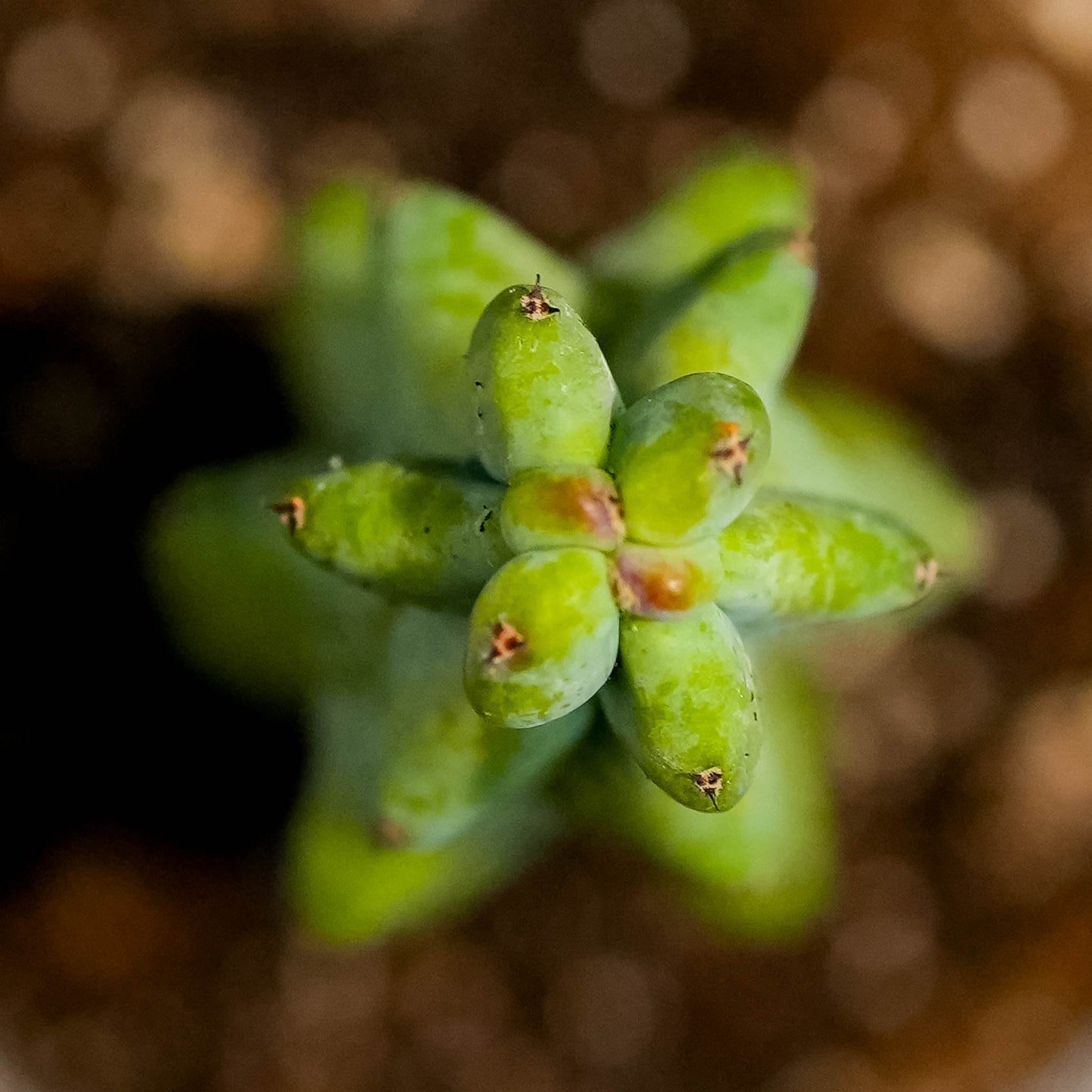 'Boobie Cactus' Myrtillocactus Geometrizans Fukurokuryuzinboku (Grower's Choice)