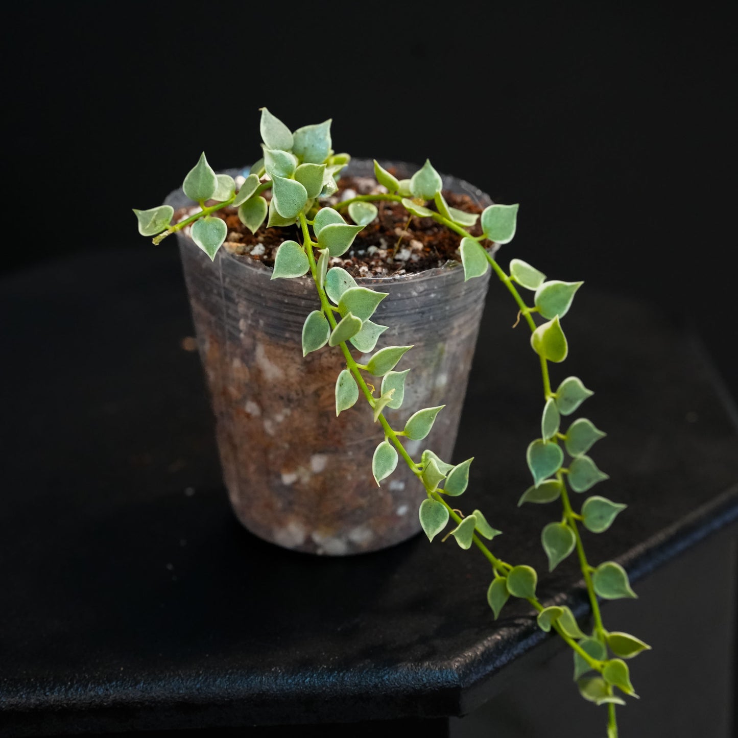 Dischidia Ruscifolia Variegated 'Million Hearts' Starter (Grower's Choice)