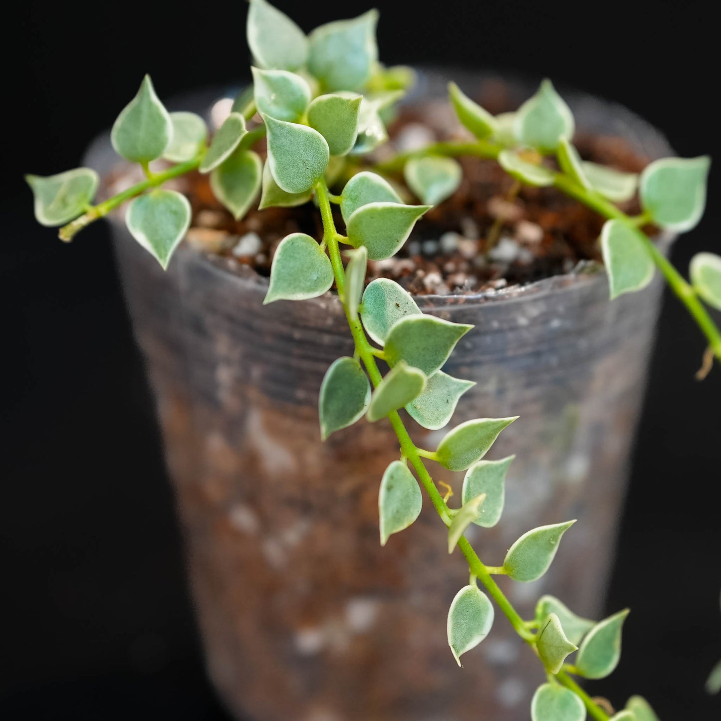 Dischidia Ruscifolia Variegated 'Million Hearts' Starter (Grower's Choice)