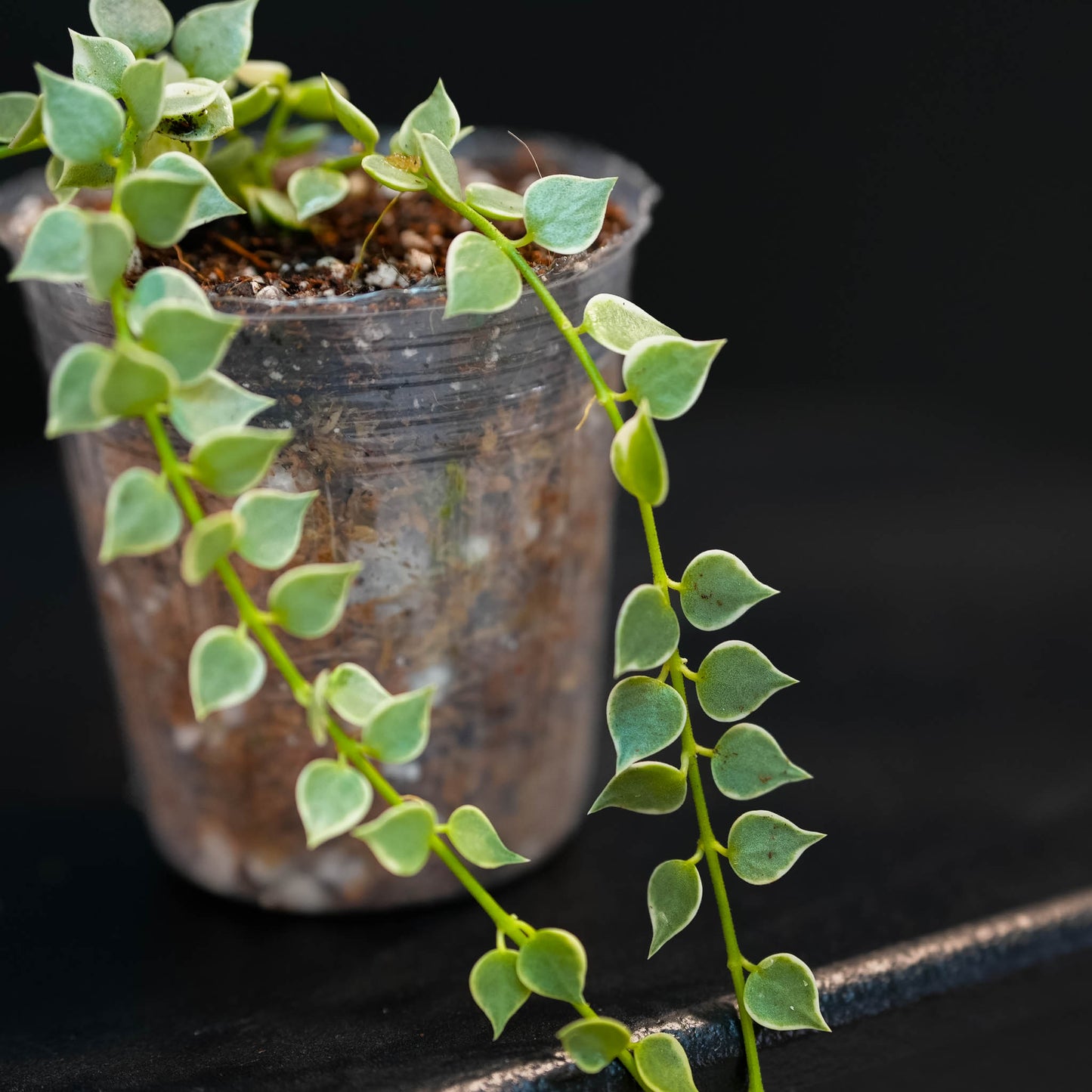 Dischidia Ruscifolia Variegated 'Million Hearts' Starter (Grower's Choice)