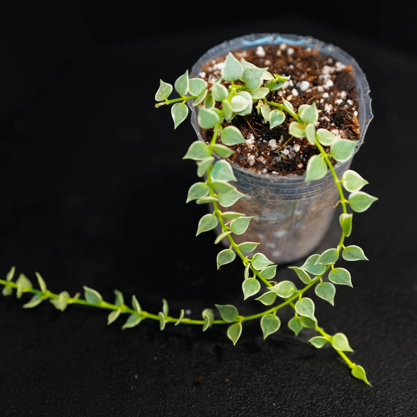 Dischidia Ruscifolia Variegated 'Million Hearts' Starter (Grower's Choice)