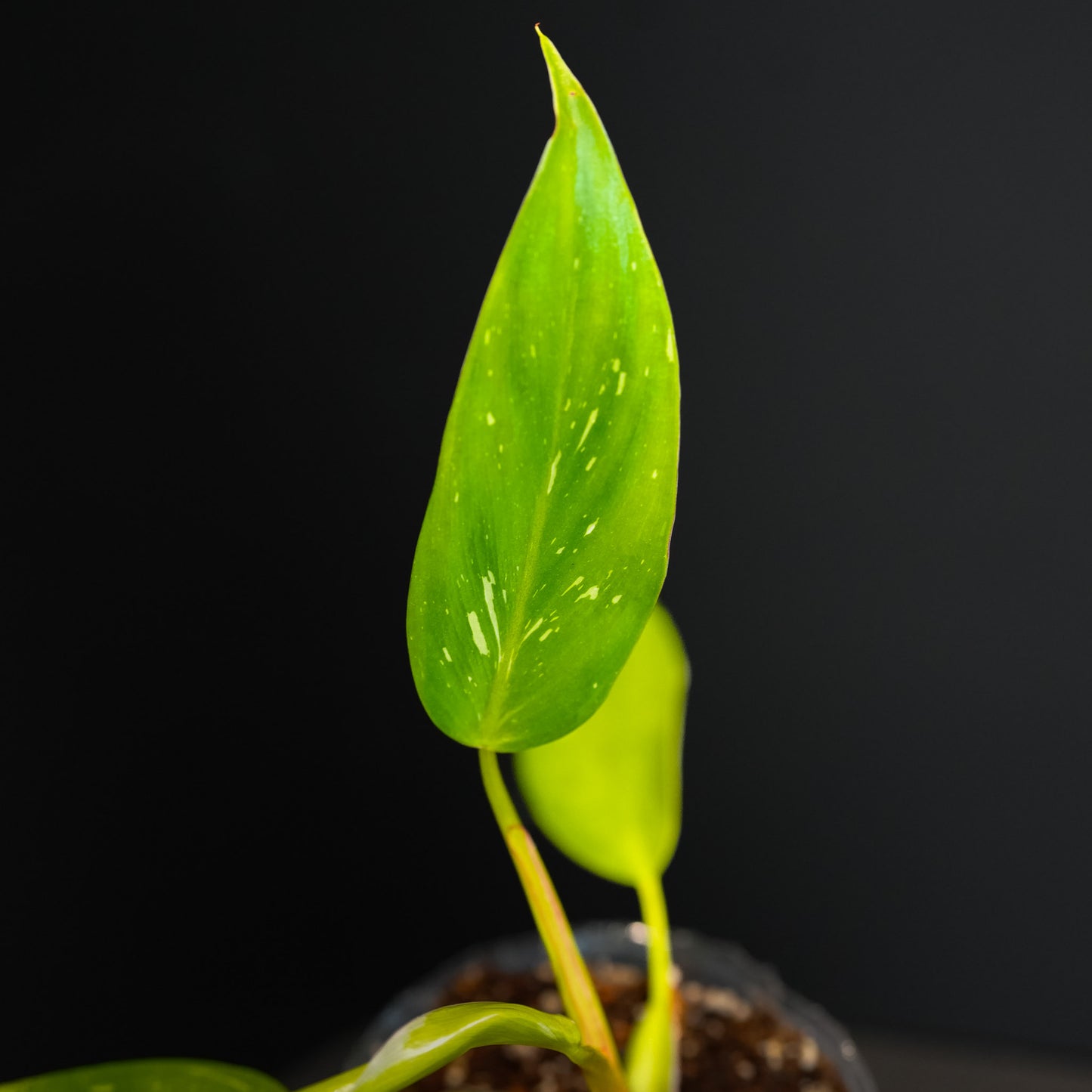 Philodendron 'White Princess' Starter (Grower's Choice)