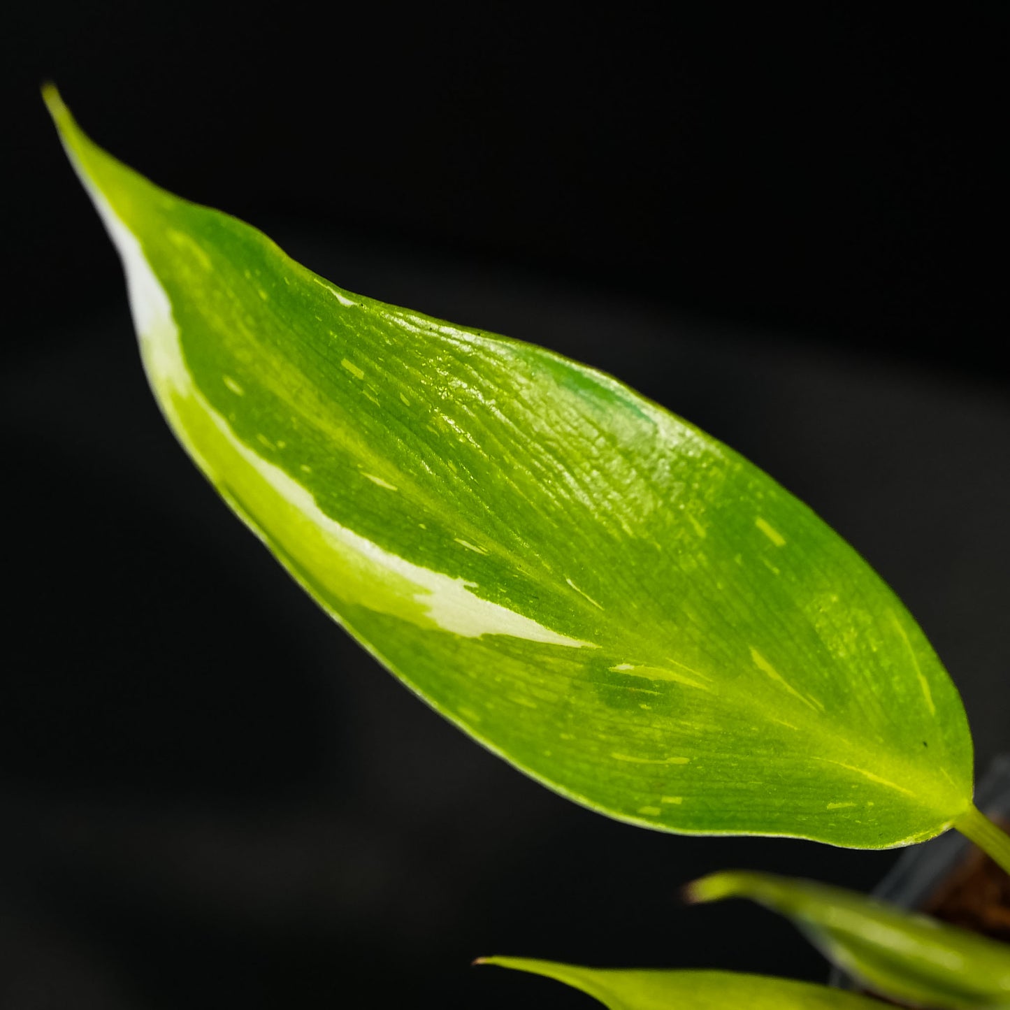 Philodendron 'White Princess' Starter (Grower's Choice)