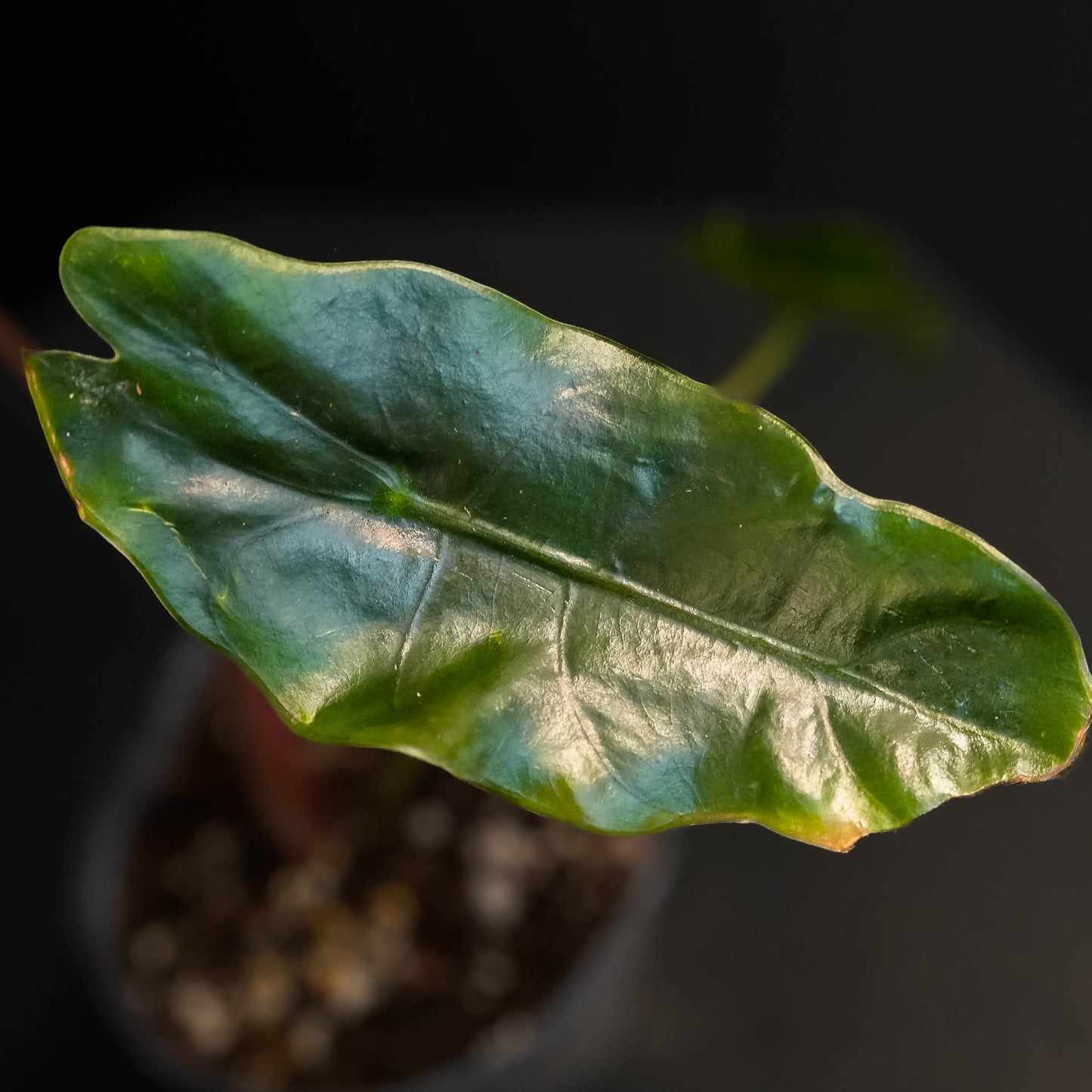 Alocasia Chantrieri Starter (Grower's Choice)