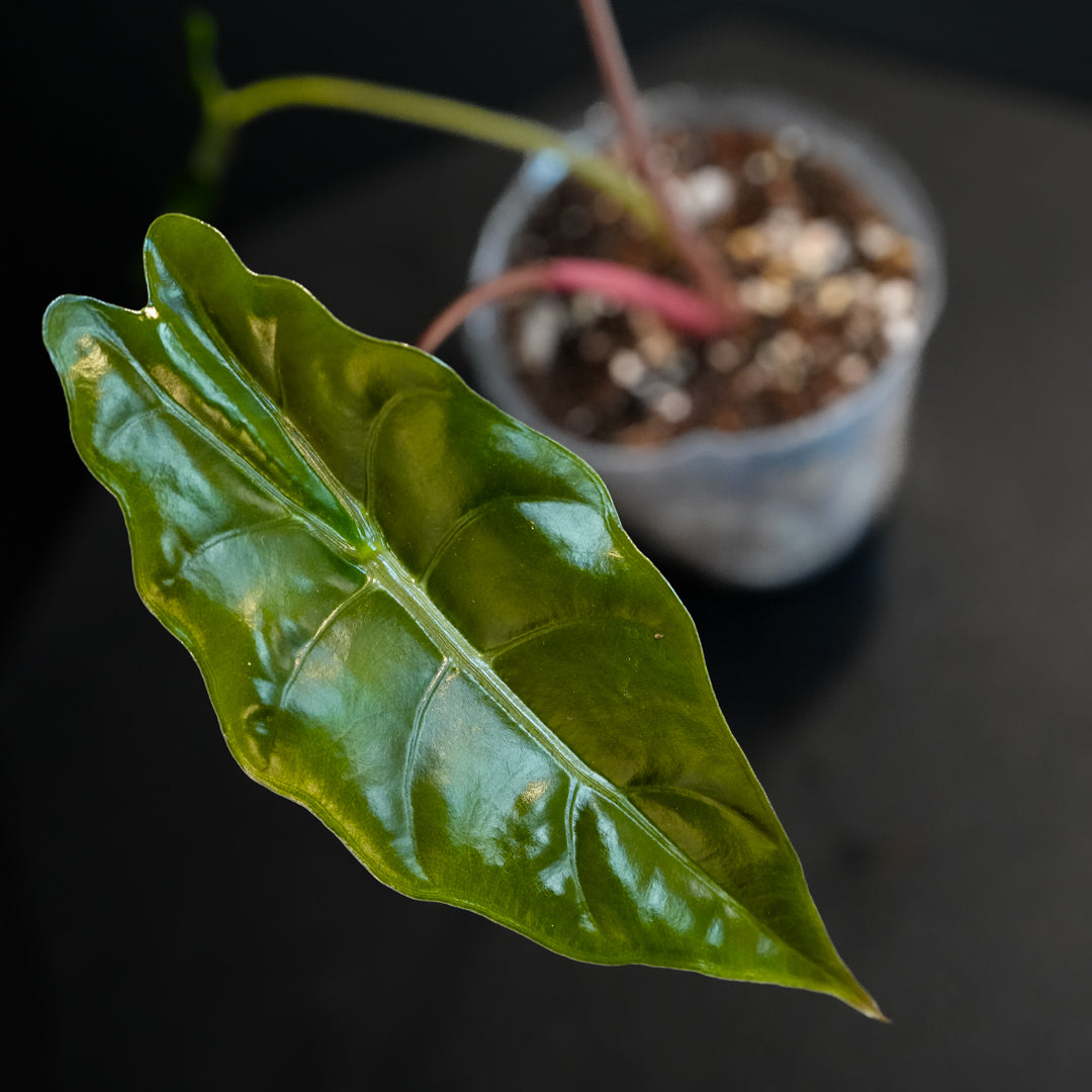 Alocasia Chantrieri Starter (Grower's Choice)