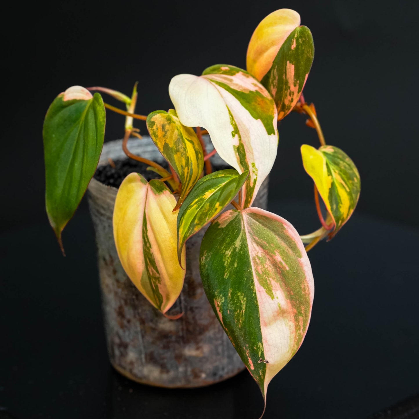 Philodendron Micans Albo Aurea Variegated (SD46-01)