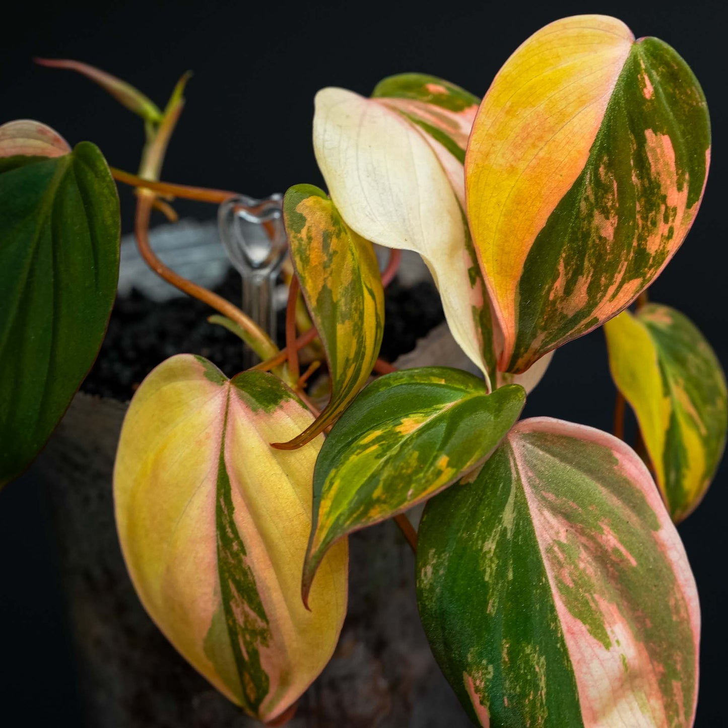 Philodendron Micans Albo Aurea Variegated (SD46-01)