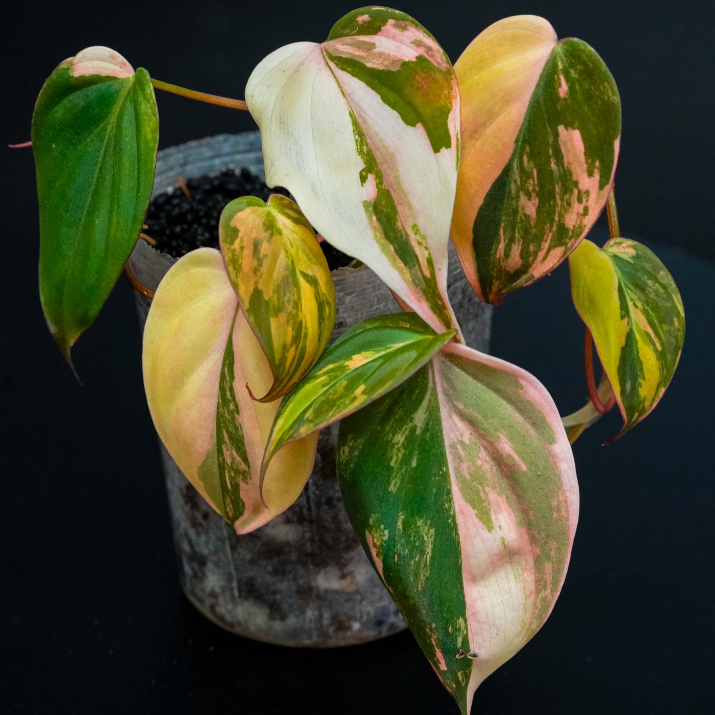 Philodendron Micans Albo Aurea Variegated (SD46-01)