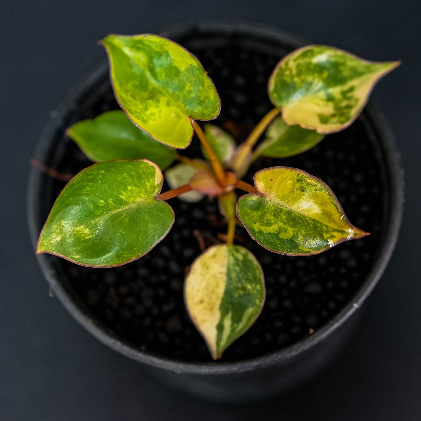 Philodendron Billietiae Variegated (SD46-01)