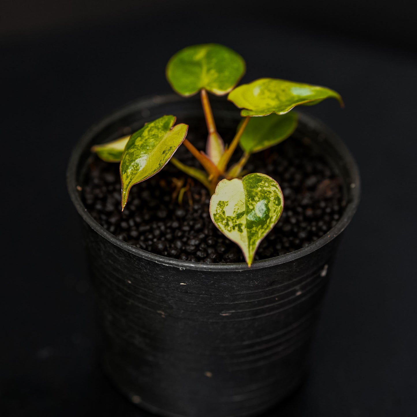 Philodendron Billietiae Variegated (SD46-01)