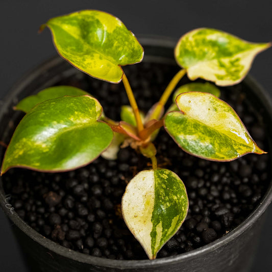 Philodendron Billietiae Variegated (SD46-01)