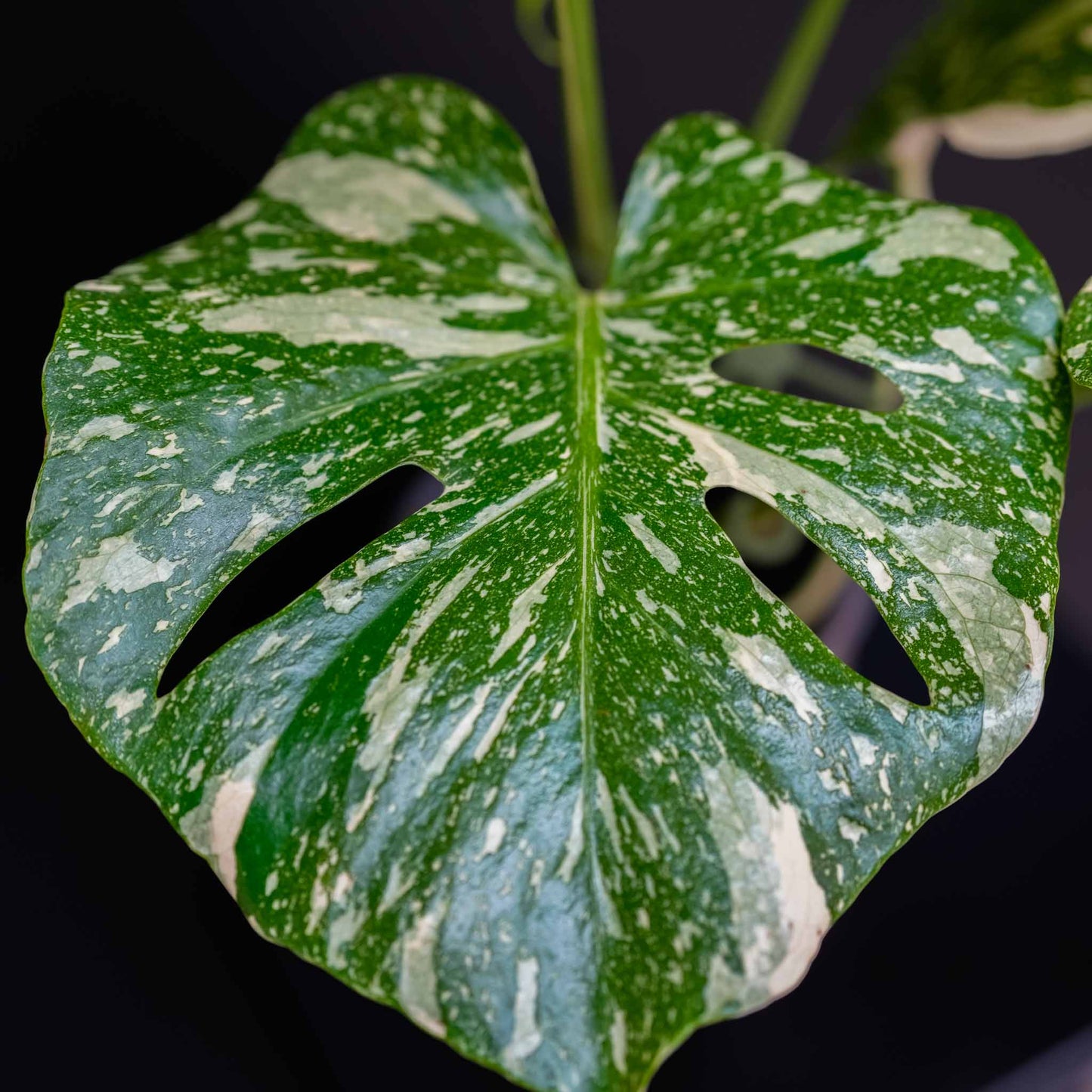 Monstera Deliciosa 'Crème Brûlée' Variegated (SD46-01)