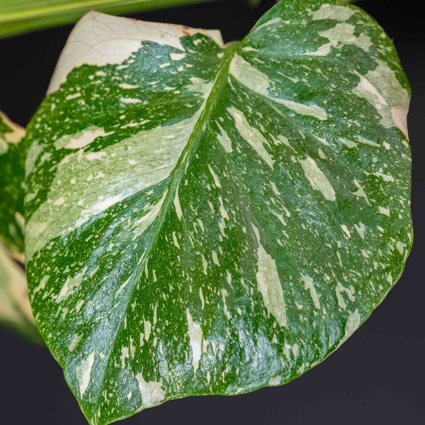 Monstera Deliciosa 'Crème Brûlée' Variegated (SD46-01)