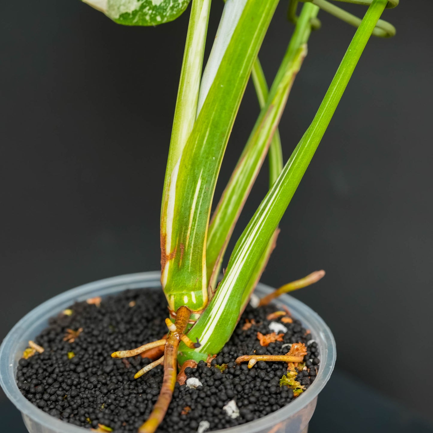 Monstera Deliciosa 'Crème Brûlée' Variegated (SD46-01)