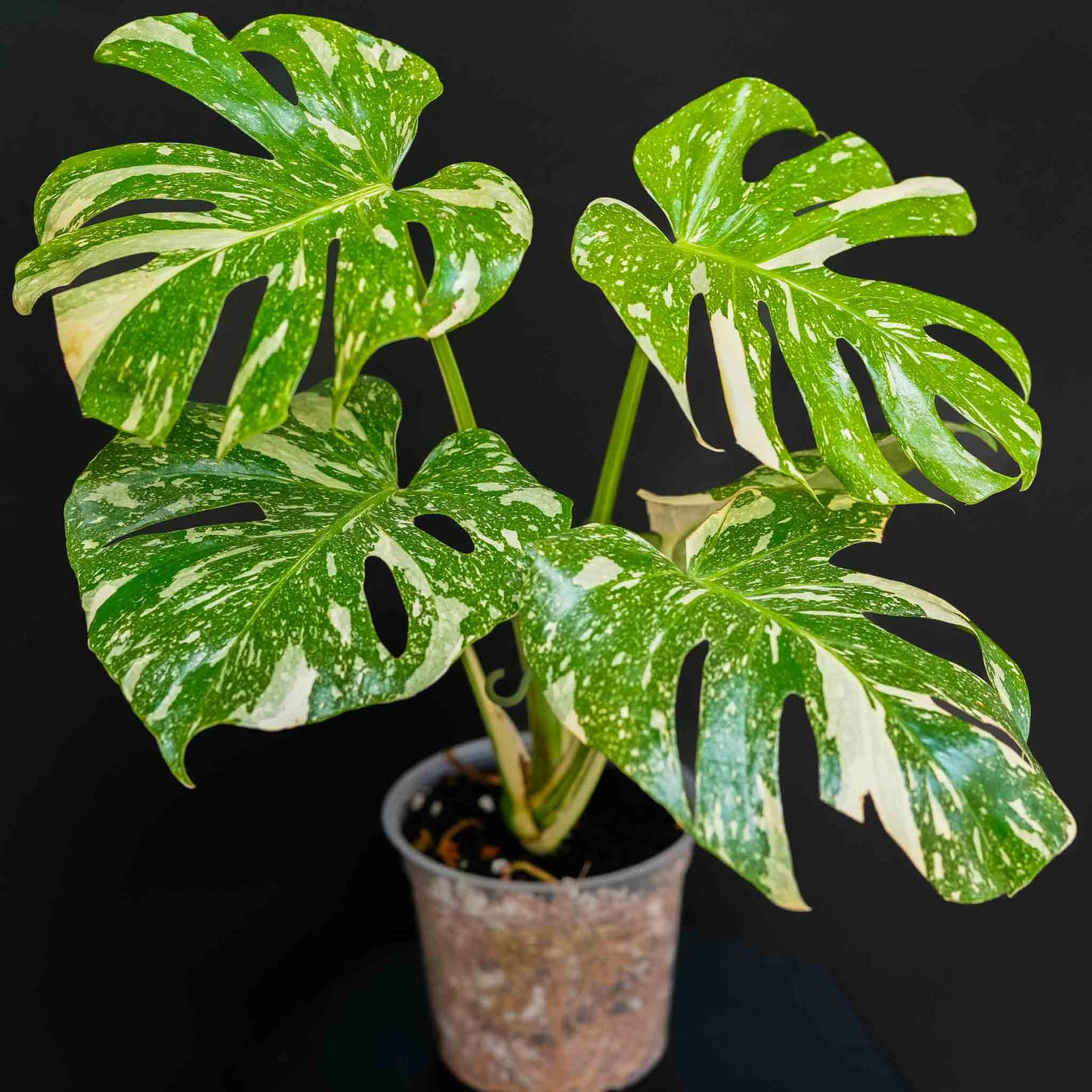 Monstera Deliciosa 'Crème Brûlée' Variegated (SD46-01)